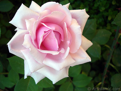 Pink rose photo. <i>(Family: Rosaceae, Species: Rosa)</i> <br>Photo Date: May 2007, Location: Turkey/Sakarya, By: Artislamic.com