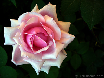 Pink rose photo. <i>(Family: Rosaceae, Species: Rosa)</i> <br>Photo Date: May 2007, Location: Turkey/Sakarya, By: Artislamic.com