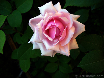 Pink rose photo. <i>(Family: Rosaceae, Species: Rosa)</i> <br>Photo Date: May 2007, Location: Turkey/Sakarya, By: Artislamic.com