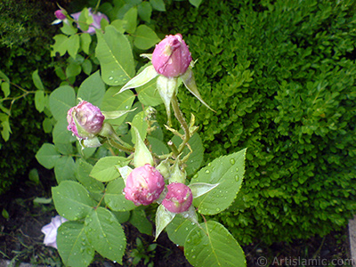 Pink rose photo. <i>(Family: Rosaceae, Species: Rosa)</i> <br>Photo Date: May 2007, Location: Turkey/Sakarya, By: Artislamic.com