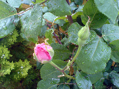 Pink rose photo. <i>(Family: Rosaceae, Species: Rosa)</i> <br>Photo Date: May 2007, Location: Turkey/Sakarya, By: Artislamic.com