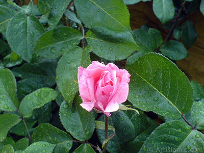 Pink rose photo. <i>(Family: Rosaceae, Species: Rosa)</i> <br>Photo Date: May 2007, Location: Turkey/Sakarya, By: Artislamic.com