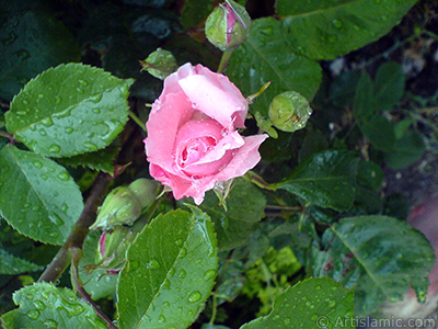 Pink rose photo. <i>(Family: Rosaceae, Species: Rosa)</i> <br>Photo Date: May 2007, Location: Turkey/Sakarya, By: Artislamic.com