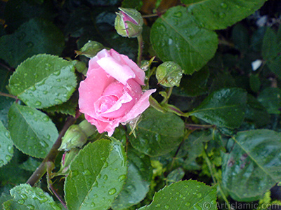 Pink rose photo. <i>(Family: Rosaceae, Species: Rosa)</i> <br>Photo Date: May 2007, Location: Turkey/Sakarya, By: Artislamic.com