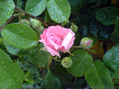 Pink rose photo. <i>(Family: Rosaceae, Species: Rosa)</i> <br>Photo Date: May 2007, Location: Turkey/Sakarya, By: Artislamic.com