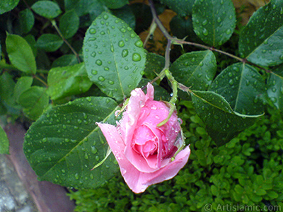 Pink rose photo. <i>(Family: Rosaceae, Species: Rosa)</i> <br>Photo Date: May 2007, Location: Turkey/Sakarya, By: Artislamic.com