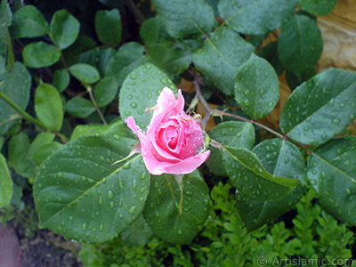 Pink rose photo. <i>(Family: Rosaceae, Species: Rosa)</i> <br>Photo Date: May 2007, Location: Turkey/Sakarya, By: Artislamic.com