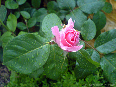 Pink rose photo. <i>(Family: Rosaceae, Species: Rosa)</i> <br>Photo Date: May 2007, Location: Turkey/Sakarya, By: Artislamic.com