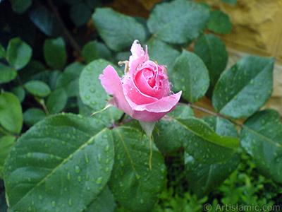 Pembe gl resmi. <i>(Ailesi: Rosaceae, Tr: Rosa)</i> <br>ekim Tarihi: Mays 2007, Yer: Sakarya, Fotoraf: islamiSanat.net