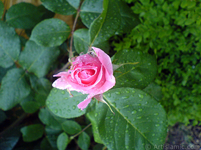 Pink rose photo. <i>(Family: Rosaceae, Species: Rosa)</i> <br>Photo Date: May 2007, Location: Turkey/Sakarya, By: Artislamic.com