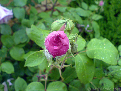 Pink rose photo. <i>(Family: Rosaceae, Species: Rosa)</i> <br>Photo Date: May 2007, Location: Turkey/Sakarya, By: Artislamic.com