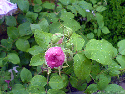 Pink rose photo. <i>(Family: Rosaceae, Species: Rosa)</i> <br>Photo Date: May 2007, Location: Turkey/Sakarya, By: Artislamic.com