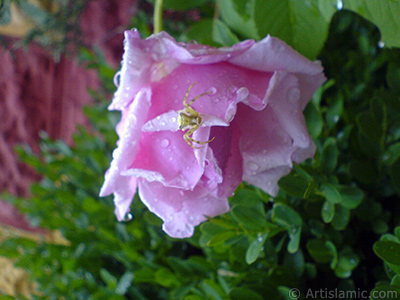 Pink rose photo. <i>(Family: Rosaceae, Species: Rosa)</i> <br>Photo Date: May 2007, Location: Turkey/Sakarya, By: Artislamic.com