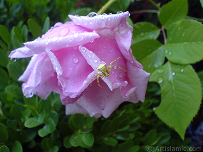 Pink rose photo. <i>(Family: Rosaceae, Species: Rosa)</i> <br>Photo Date: May 2007, Location: Turkey/Sakarya, By: Artislamic.com