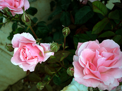 Pink rose photo. <i>(Family: Rosaceae, Species: Rosa)</i> <br>Photo Date: June 2006, Location: Turkey/Tekirdag, By: Artislamic.com