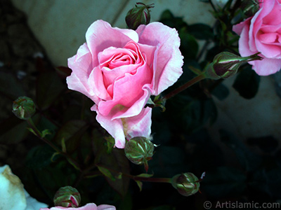 Pink rose photo. <i>(Family: Rosaceae, Species: Rosa)</i> <br>Photo Date: June 2006, Location: Turkey/Tekirdag, By: Artislamic.com