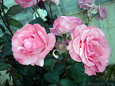 Pink rose photo. <i>(Family: Rosaceae, Species: Rosa)</i> <br>Photo Date: June 2006, Location: Turkey/Tekirdag, By: Artislamic.com