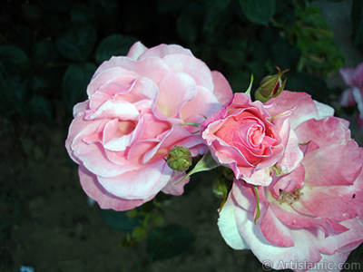 Pink rose photo. <i>(Family: Rosaceae, Species: Rosa)</i> <br>Photo Date: June 2006, Location: Turkey/Tekirdag, By: Artislamic.com