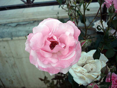 Pink rose photo. <i>(Family: Rosaceae, Species: Rosa)</i> <br>Photo Date: June 2006, Location: Turkey/Tekirdag, By: Artislamic.com