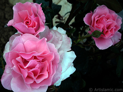 Pink rose photo. <i>(Family: Rosaceae, Species: Rosa)</i> <br>Photo Date: June 2006, Location: Turkey/Tekirdag, By: Artislamic.com