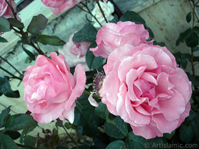 Pink rose photo. <i>(Family: Rosaceae, Species: Rosa)</i> <br>Photo Date: June 2006, Location: Turkey/Tekirdag, By: Artislamic.com