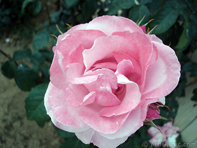 Pink rose photo. <i>(Family: Rosaceae, Species: Rosa)</i> <br>Photo Date: June 2006, Location: Turkey/Tekirdag, By: Artislamic.com