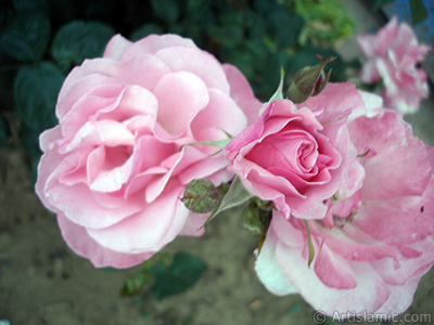 Pink rose photo. <i>(Family: Rosaceae, Species: Rosa)</i> <br>Photo Date: June 2006, Location: Turkey/Tekirdag, By: Artislamic.com