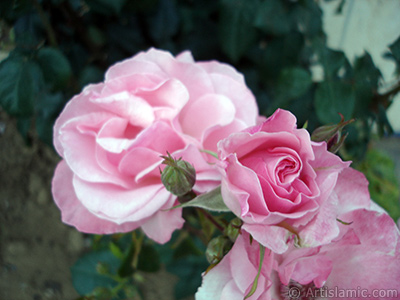 Pink rose photo. <i>(Family: Rosaceae, Species: Rosa)</i> <br>Photo Date: June 2006, Location: Turkey/Tekirdag, By: Artislamic.com