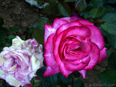 Pink rose photo. <i>(Family: Rosaceae, Species: Rosa)</i> <br>Photo Date: June 2006, Location: Turkey/Tekirdag, By: Artislamic.com