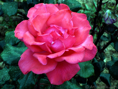 Pink rose photo. <i>(Family: Rosaceae, Species: Rosa)</i> <br>Photo Date: June 2006, Location: Turkey/Tekirdag, By: Artislamic.com