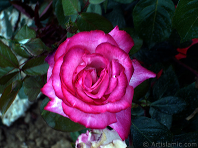 Pink rose photo. <i>(Family: Rosaceae, Species: Rosa)</i> <br>Photo Date: June 2006, Location: Turkey/Tekirdag, By: Artislamic.com