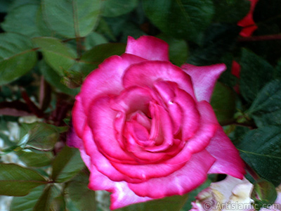 Pink rose photo. <i>(Family: Rosaceae, Species: Rosa)</i> <br>Photo Date: June 2006, Location: Turkey/Tekirdag, By: Artislamic.com