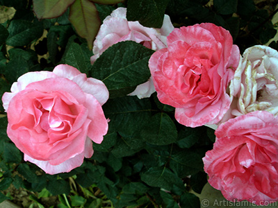 Pink rose photo. <i>(Family: Rosaceae, Species: Rosa)</i> <br>Photo Date: June 2006, Location: Turkey/Tekirdag, By: Artislamic.com