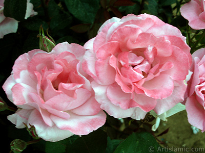 Pink rose photo. <i>(Family: Rosaceae, Species: Rosa)</i> <br>Photo Date: June 2006, Location: Turkey/Tekirdag, By: Artislamic.com