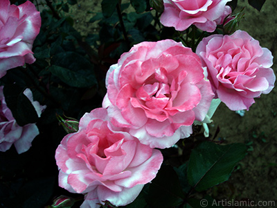 Pink rose photo. <i>(Family: Rosaceae, Species: Rosa)</i> <br>Photo Date: June 2006, Location: Turkey/Tekirdag, By: Artislamic.com