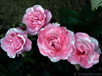 Pink rose photo. <i>(Family: Rosaceae, Species: Rosa)</i> <br>Photo Date: June 2006, Location: Turkey/Tekirdag, By: Artislamic.com