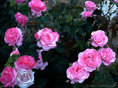 Pink rose photo. <i>(Family: Rosaceae, Species: Rosa)</i> <br>Photo Date: June 2006, Location: Turkey/Tekirdag, By: Artislamic.com