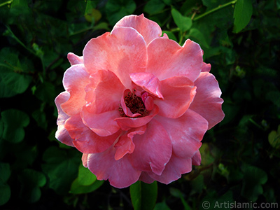 Pembe gl resmi. <i>(Ailesi: Rosaceae, Tr: Rosa)</i> <br>ekim Tarihi: Eyll 2005, Yer: Bursa, Fotoraf: islamiSanat.net