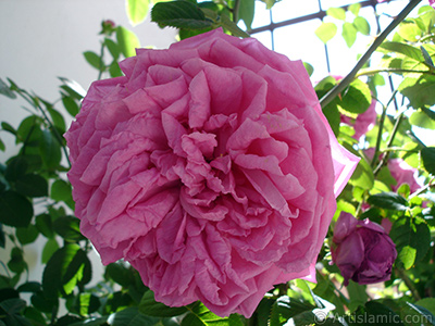 Pink rose photo. <i>(Family: Rosaceae, Species: Rosa)</i> <br>Photo Date: May 2006, Location: Turkey/Istanbul, By: Artislamic.com