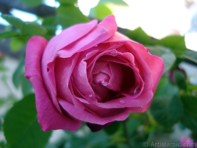 Pink rose photo. <i>(Family: Rosaceae, Species: Rosa)</i> <br>Photo Date: May 2006, Location: Turkey/Istanbul, By: Artislamic.com