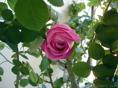 Pink rose photo. <i>(Family: Rosaceae, Species: Rosa)</i> <br>Photo Date: May 2006, Location: Turkey/Istanbul, By: Artislamic.com