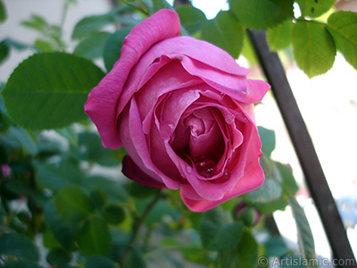 Pink rose photo. <i>(Family: Rosaceae, Species: Rosa)</i> <br>Photo Date: May 2006, Location: Turkey/Istanbul, By: Artislamic.com