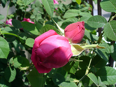 Pink rose photo. <i>(Family: Rosaceae, Species: Rosa)</i> <br>Photo Date: May 2006, Location: Turkey/Istanbul, By: Artislamic.com