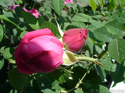 Pink rose photo. <i>(Family: Rosaceae, Species: Rosa)</i> <br>Photo Date: May 2006, Location: Turkey/Istanbul, By: Artislamic.com