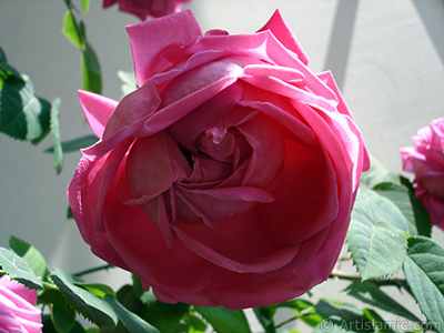 Pink rose photo. <i>(Family: Rosaceae, Species: Rosa)</i> <br>Photo Date: May 2006, Location: Turkey/Istanbul, By: Artislamic.com