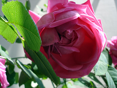 Pink rose photo. <i>(Family: Rosaceae, Species: Rosa)</i> <br>Photo Date: May 2006, Location: Turkey/Istanbul, By: Artislamic.com