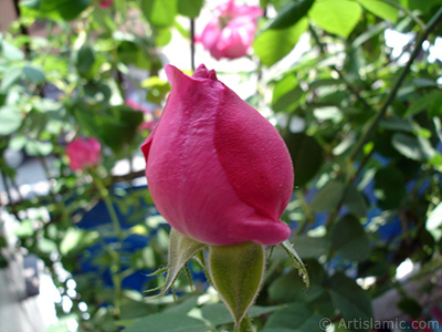 Pink rose photo. <i>(Family: Rosaceae, Species: Rosa)</i> <br>Photo Date: May 2006, Location: Turkey/Istanbul, By: Artislamic.com