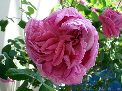 Pink rose photo. <i>(Family: Rosaceae, Species: Rosa)</i> <br>Photo Date: May 2006, Location: Turkey/Istanbul, By: Artislamic.com