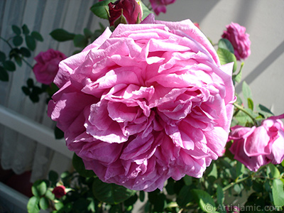 Pink rose photo. <i>(Family: Rosaceae, Species: Rosa)</i> <br>Photo Date: May 2006, Location: Turkey/Istanbul, By: Artislamic.com