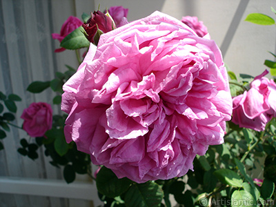 Pink rose photo. <i>(Family: Rosaceae, Species: Rosa)</i> <br>Photo Date: May 2006, Location: Turkey/Istanbul, By: Artislamic.com